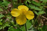 PICTURES/Pigeon Mountain - Wildflowers in The Pocket/t_Celadine Poppy2.JPG